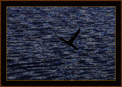 159-The-Cormorant-takes-off.jpg