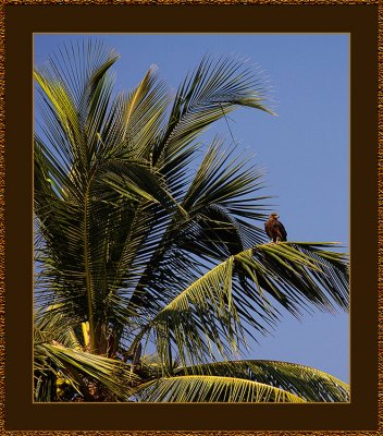 119-Black-Kite-in-a-Coconutpalm.jpg