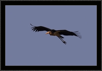 121-Asian-Openbill-Stork.jpg