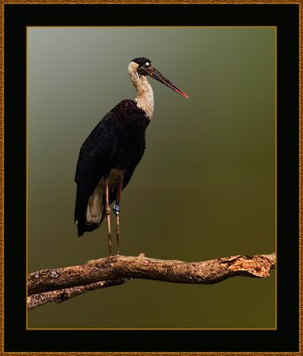 126-White-necked-Stork.jpg
