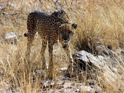Cheeta 2.jpg