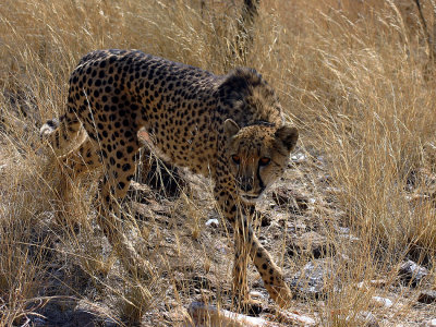 Cheeta 3.jpg