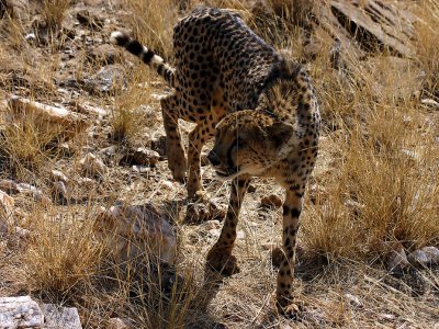 Cheeta 4.jpg