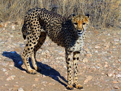Cheeta 5.jpg