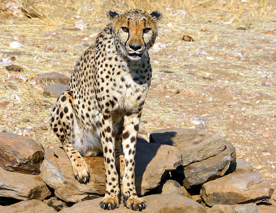 Cheeta 6.jpg