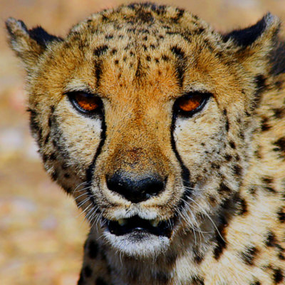 Cheeta in Portrait 1.jpg