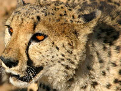 Cheeta in Portrait 2.jpg