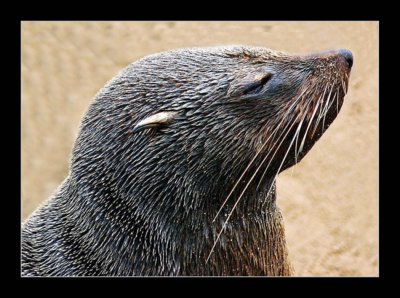 2 Cape Seal in Portrait.jpg