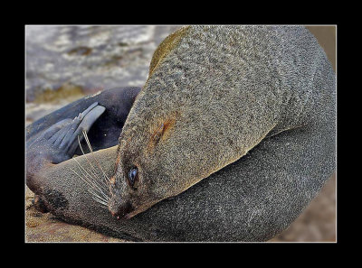 8 Acrobatic Seal.jpg