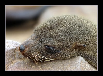 10 Cape Seal Girl in Portrait.jpg
