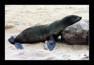 12 Siesta.jpg