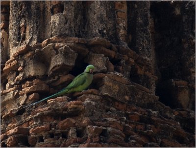 31-Rose-ringed-Parakeet.jpg