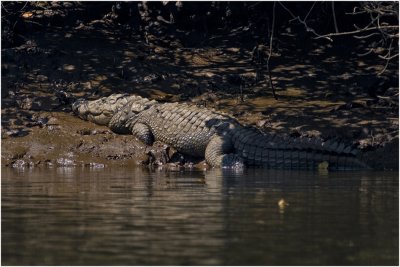 SALTWATER CROCODILES ALSO CALLED INDIAN MUGGER