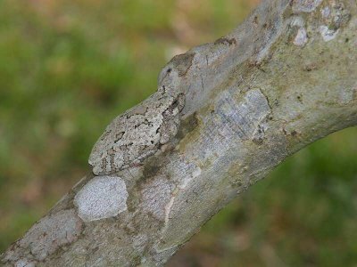 Copes Gray Treefrog