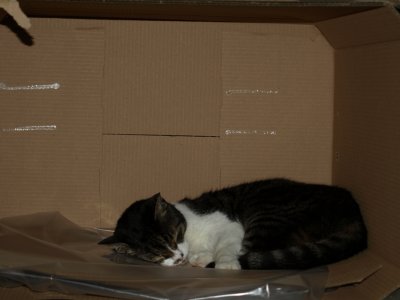 Some photos of a bored-looking cat