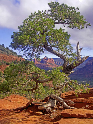 Old Man Tree .jpg