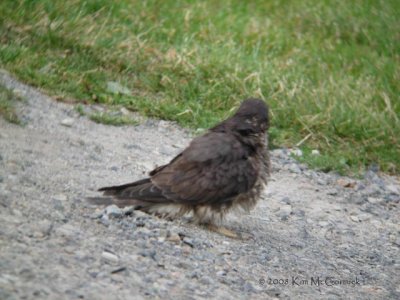 Another Dust Bath!-2