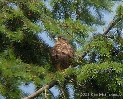 Seattle Merlin Nest 2008 Part III (Click image above to enter gallery)