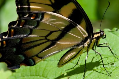 Swallowtail Butter Fly side