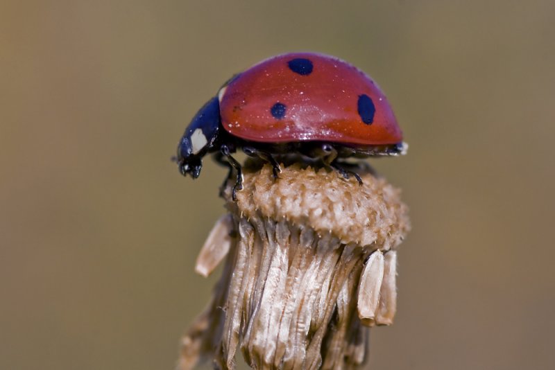 Coccinella septempunctata