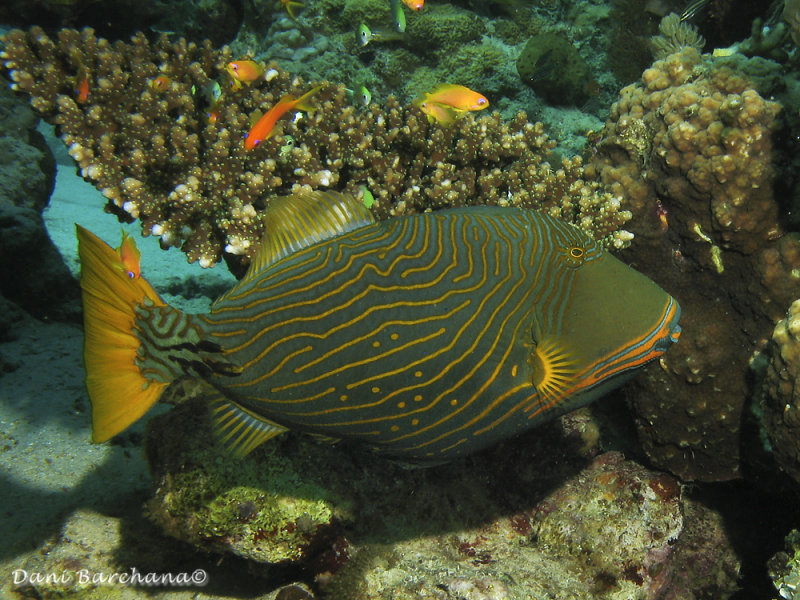 Orange-lined triggerfish