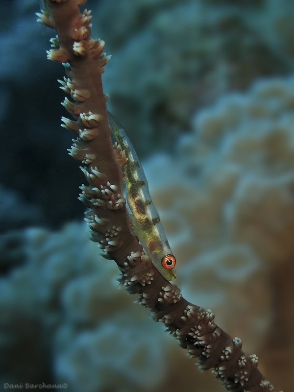 Whip Coral Goby