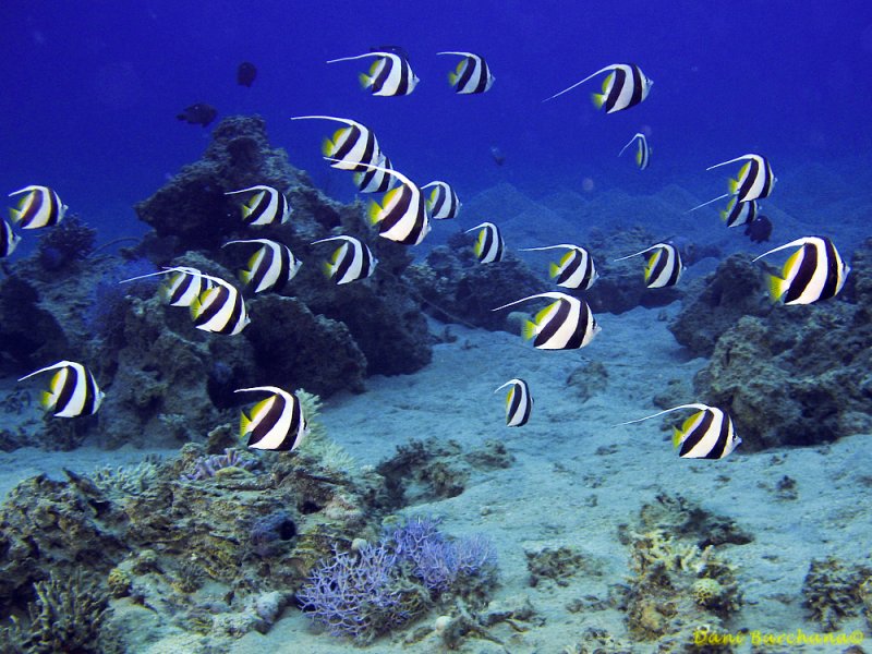False Moorish idol