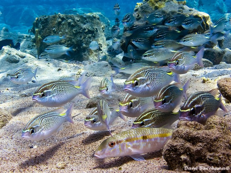 Arabian monocle bream -  Scolopsis ghanam