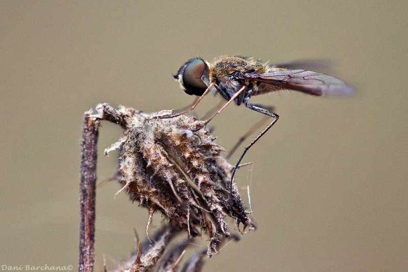 Bombylus Fly, Focus Stacking, 4 Pictures