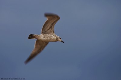 Seagull Panning