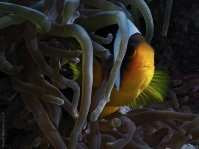 Twoband anemonefish