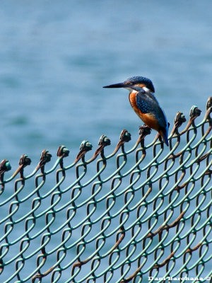 white chested King fisher