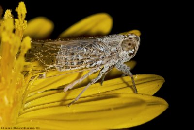 Cicada