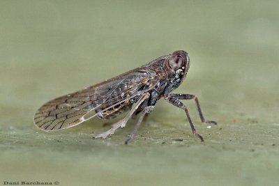 Cicadas