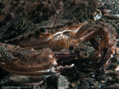 Swimmer Crab