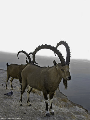 Yael - Nubian Ibex (Yale)