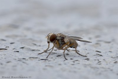 Small fly - 3 mm. -  stack