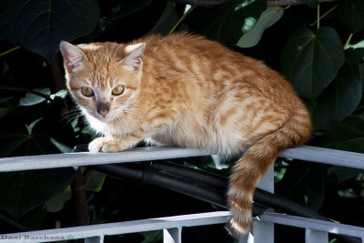 New Kitten on my porch