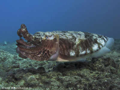 CUTTLEFISH