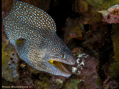 Yellow Mouthed Moray eel