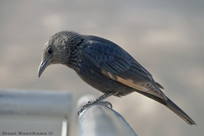 Tristram's starling - Female