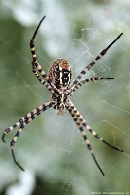 Argiope trifasciata