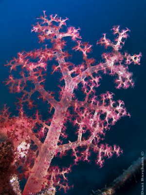 Tree Coral - Dendronephthya