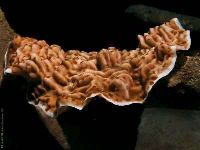 Pavona varians (Coral)