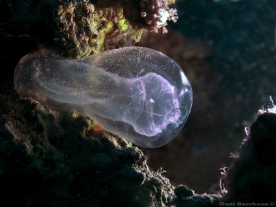 Transparent Ascidia (Tunicate)