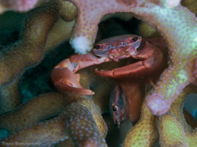 Coral Crab (white tipped?)