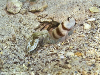 Blind Shrimp and a Goby