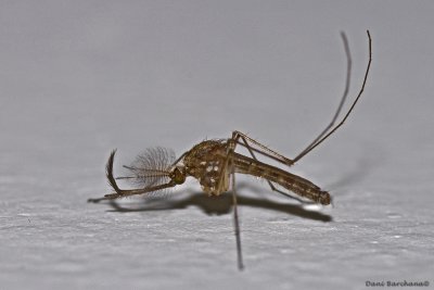 Mosquito on my wall