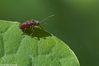 some red bug