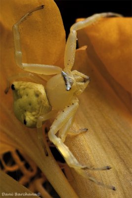 Thomisus citrinellus‬ - Crab Spider (Focus Stacking)